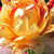 Czerwono - żółty - Róże rabatowe grandiflora - Nimet